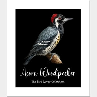 Acorn Woodpecker - The Bird Lover Collection Posters and Art